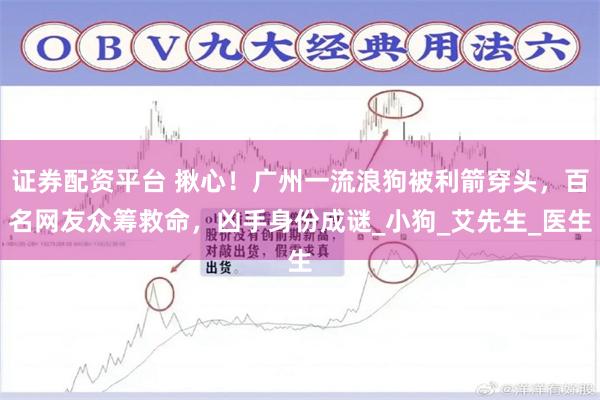 证券配资平台 揪心！广州一流浪狗被利箭穿头，百名网友众筹救命，凶手身份成谜_小狗_艾先生_医生